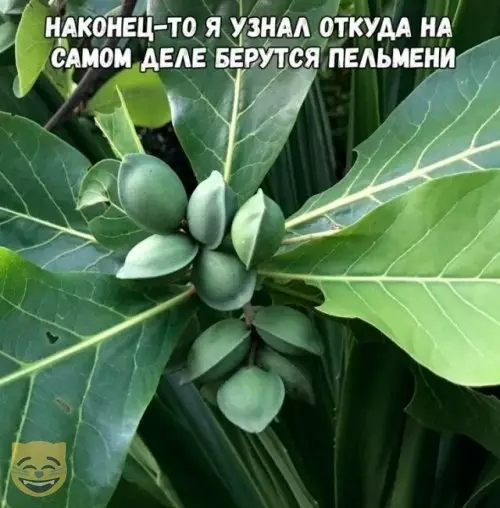Смешная картинка №360535 #приколы #картинки #мемы ?