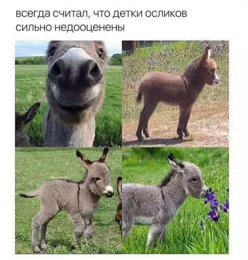 Смешная картинка №272674