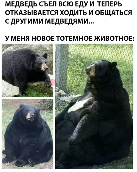 Смешная картинка №289356 животные