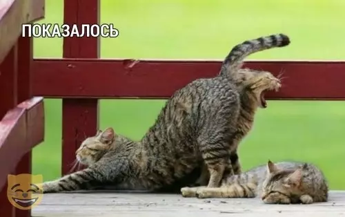 Смешная картинка №365620 #приколы #картинки #мемы ? кошки