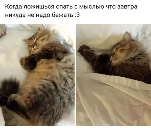Смешная картинка №221416