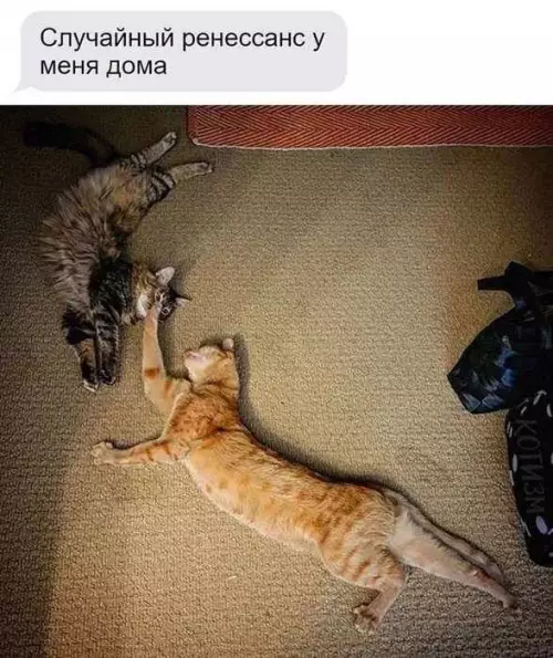 Кошачий Ренессанс: шедевр на ковре 🐈🎨 - Случайный ренессанс у меня дома