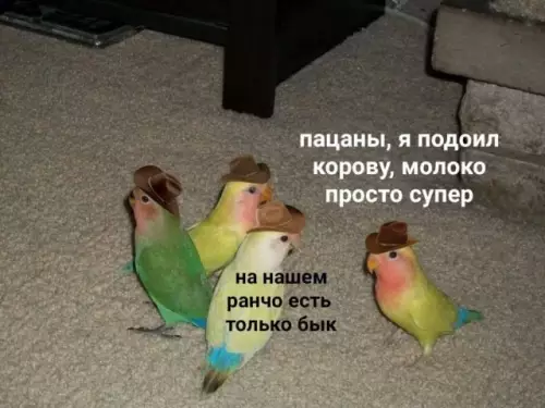 Смешная картинка №684501
