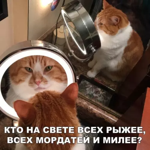 Смешная картинка №235529 коты