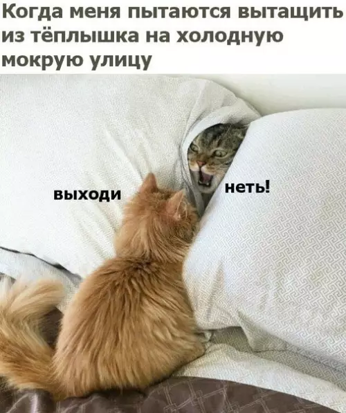 Смешная картинка №392281