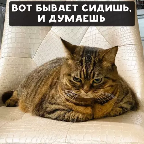 Смешная картинка №427894 Жиза жизная