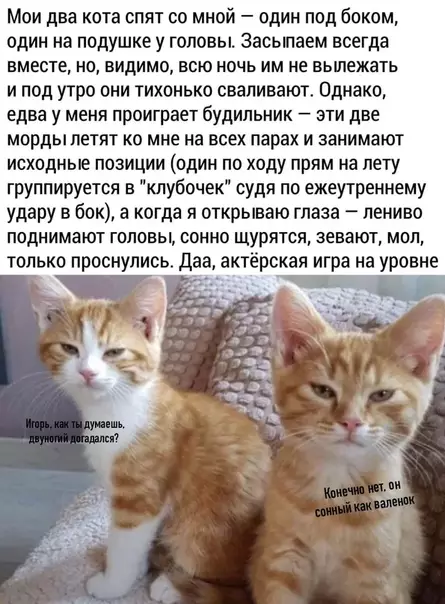 Смешная картинка №485440 кошки