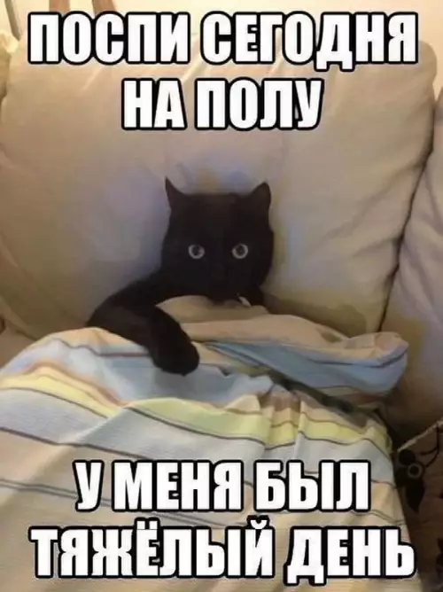 Смешная картинка №726847 коты