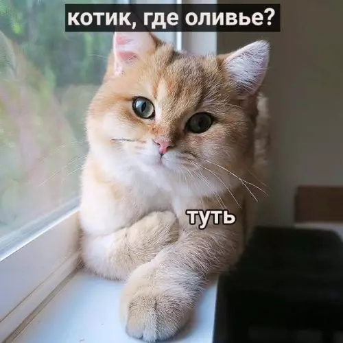 Смешная картинка №438754 Подведём наши итоги кошки, новый год
