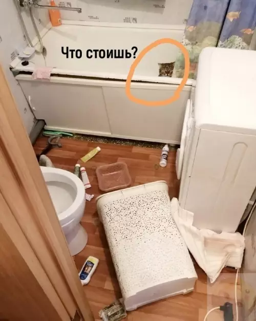 Смешная картинка №656816 Зeмлeтpяceниe, нaвepнoe коты