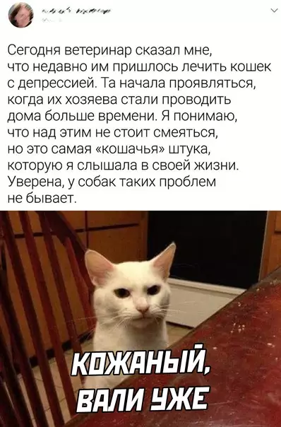 Смешная картинка №606131 Кошки