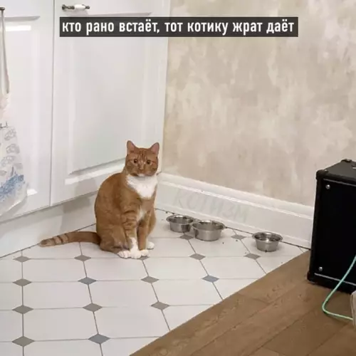 Смешная картинка №569992 Котовьи поговорки