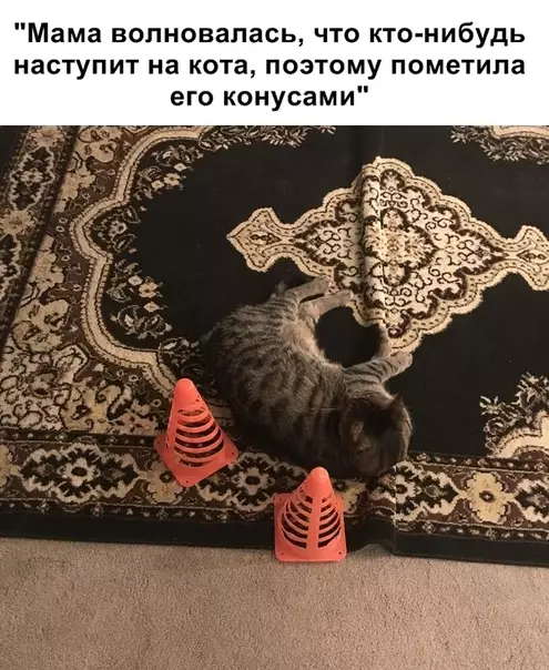 Смешная картинка №327579 коты