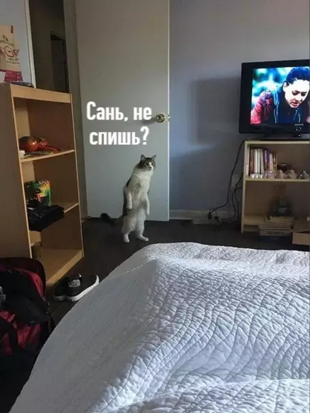 Смешная картинка №523390 Главное в жизни - найти того, кто среди ночи вдруг скажет