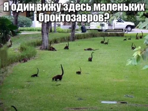 Смешная картинка №278501