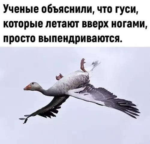 Смешная картинка №588481 3aбaвнo гуси