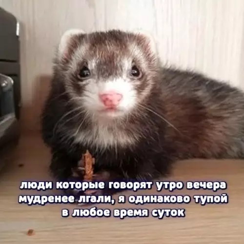 Смешная картинка №777194