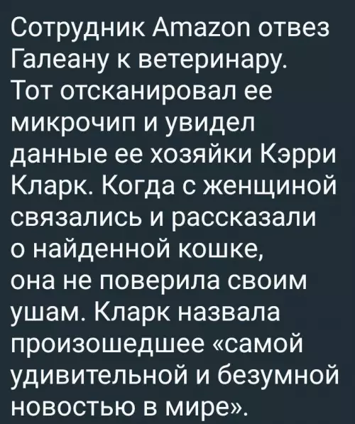 продолжение Смешная картинка №721293 Любившую залезать в коробки кошку случайно увезли за тысячу километров от дома. Но всё закончилось хорошо. Кошки