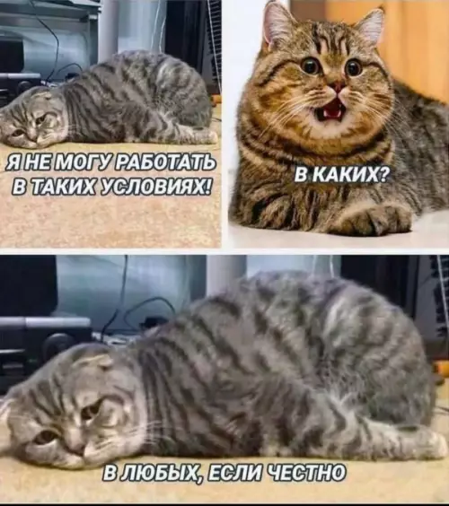 Смешные коты в офисе