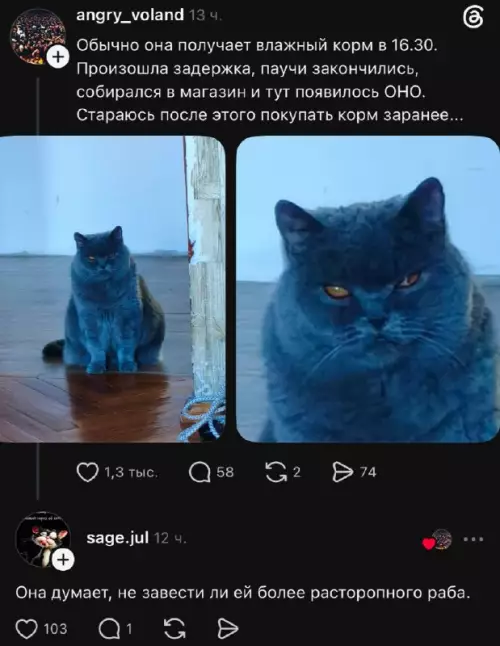 Взгляд, полный ярости и голода 😼 - Обычно она получает влажный корм в 16.30. Произошла задержка, паучи