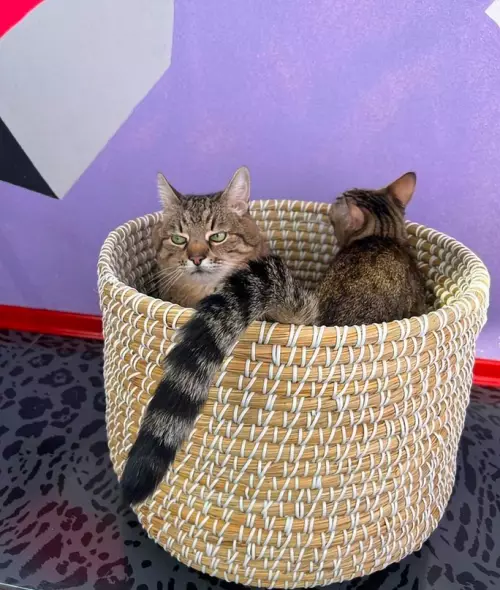 продолжение Смешная картинка №680292 Трагедия кота Степана в трёх актах Коты