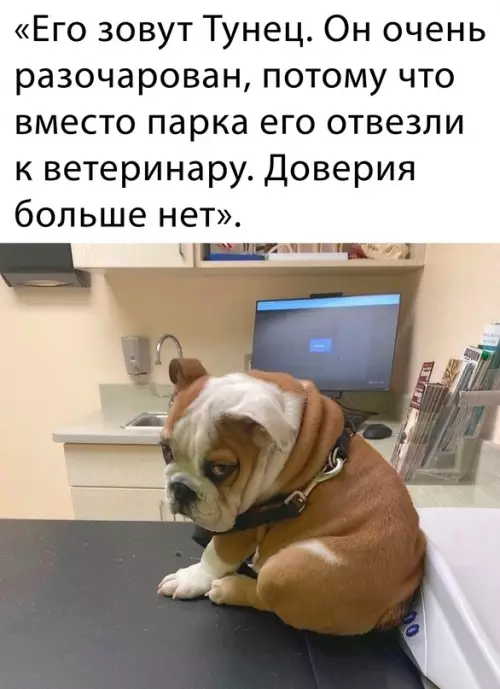 Смешная картинка №676118 Животные