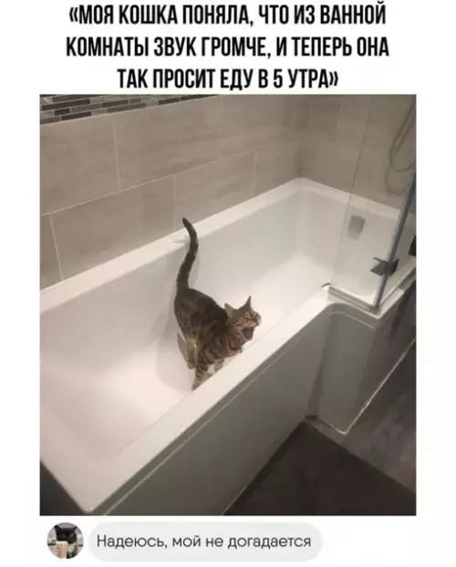 Смешная картинка №705394 Коты