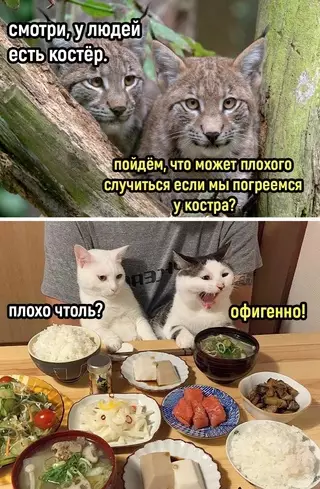 Смешная картинка №682889 Коты