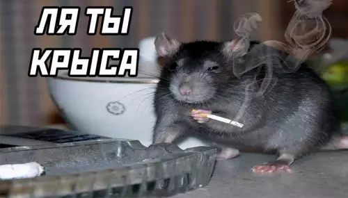 продолжение Смешная картинка №610102