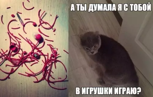 Смешная картинка №276813 коты