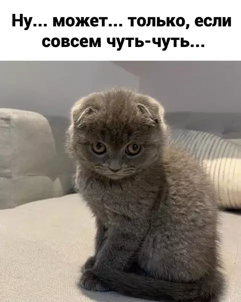 продолжение Смешная картинка №577228
