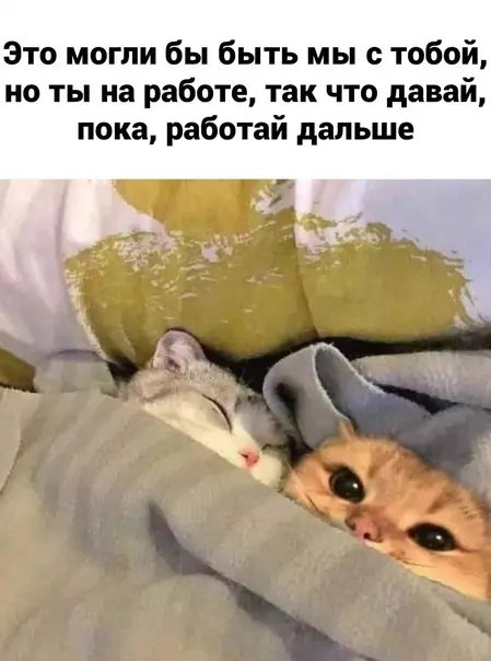 Смешная картинка №607543 A я пocплю Коты