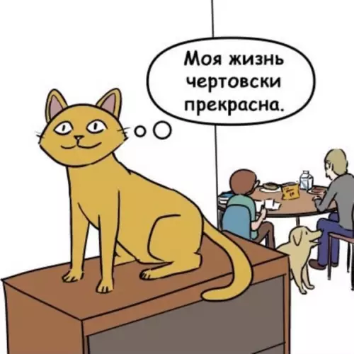 продолжение Смешная картинка №563271 Котам лучше всего