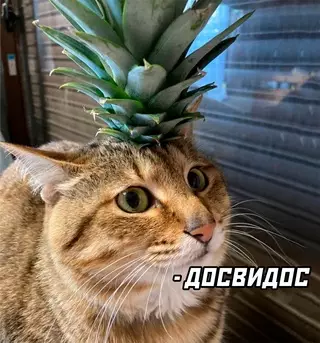продолжение Смешная картинка №663239