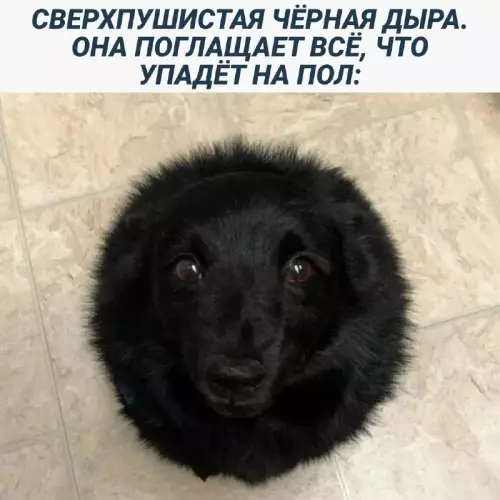 Смешная картинка №679072 Собаки 