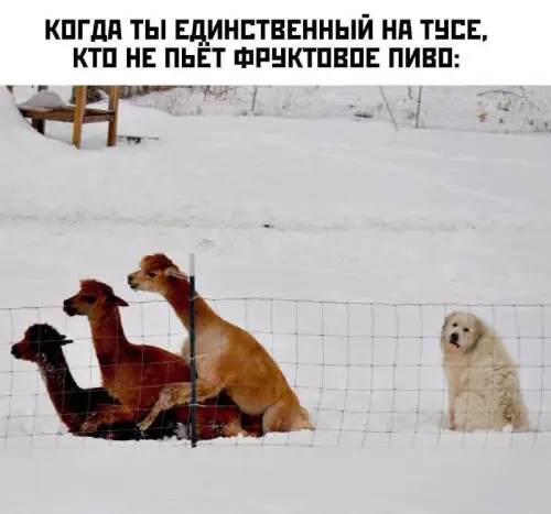 Смешная картинка №713255