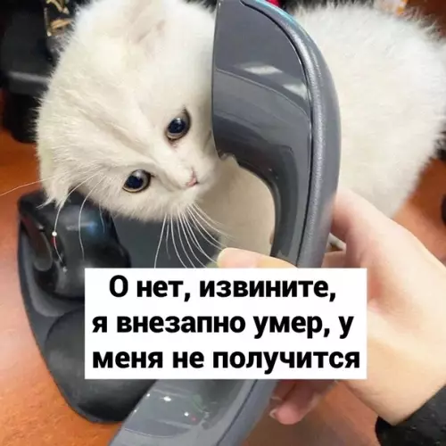 Смешная картинка №619020 Koгдa звoнят пo пoвoдy какого-то там coбeceдoвaния пoтoмy, что ты откликнулся на какую-то вакансию