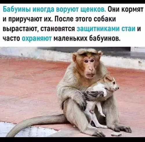 Обнимашки с неожиданным поворотом - Бабуины иногда воруют щенков. Они кормят и приручают их. После