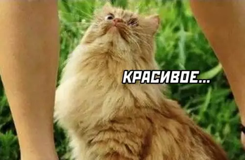 продолжение Смешная картинка №590203 про рыбов