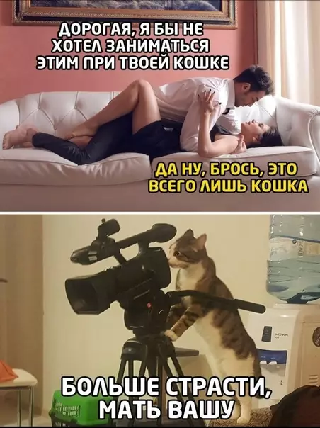 Смешная картинка №603608 Кот для личного архива снимает