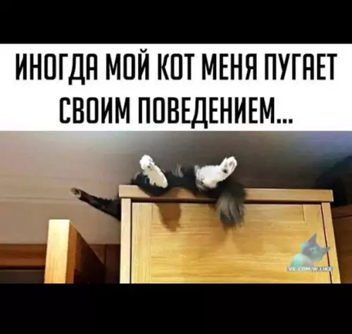 Смешная картинка №334137 коты