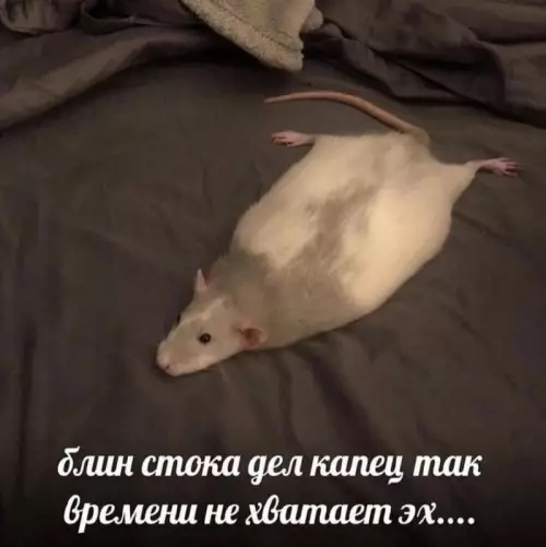 Смешная картинка №717051