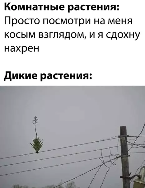 Смешная картинка №585527