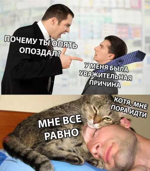 Смешная картинка №296985 кошки