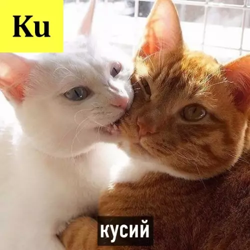 Смешная картинка №527794 Периодическая таблица кото-элементов