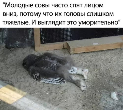 Смешная картинка №501817