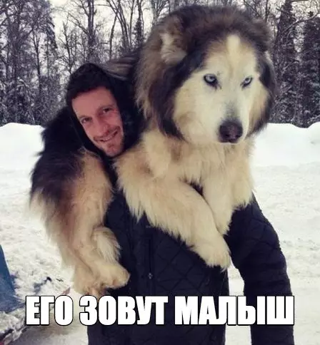 Смешная картинка №232379