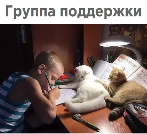 Смешная картинка №264038 Кошки