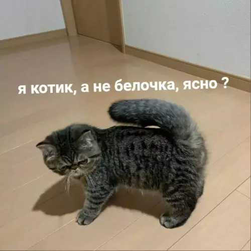 Смешная картинка №701323 коты