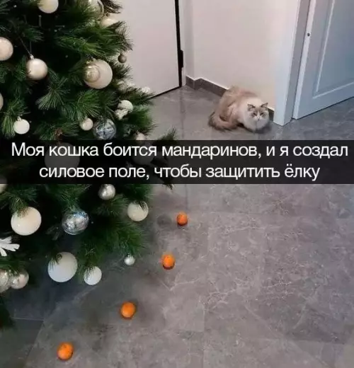 Смешная картинка №666211 кошки